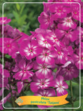 Phlox Paniculata 'Tatjana' - Goedkope tuinplanten