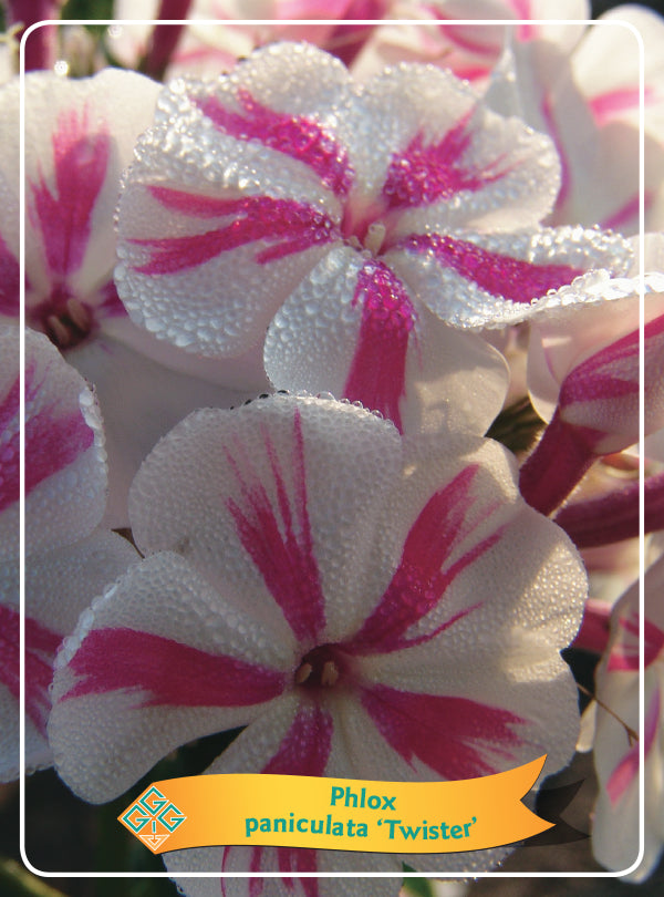 Phlox Paniculata 'Twister' - Goedkope tuinplanten