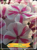 Phlox Paniculata 'Twister' - Goedkope tuinplanten