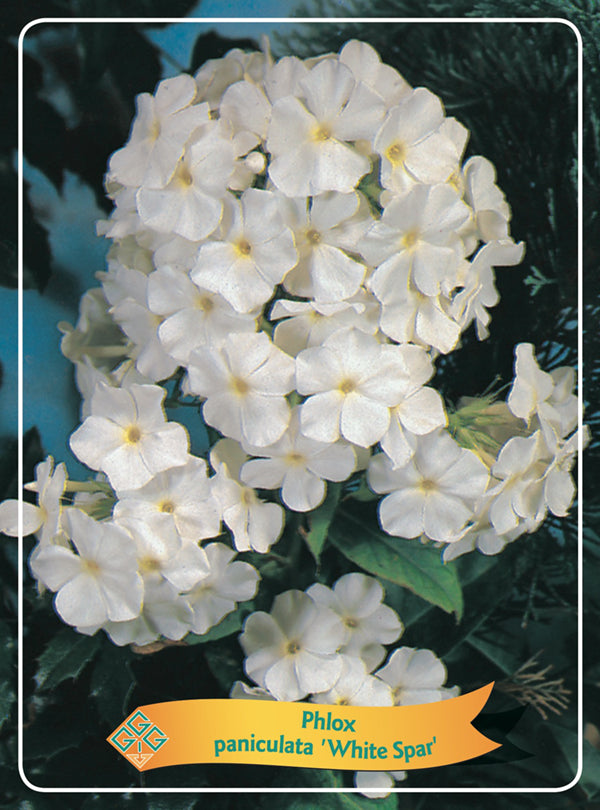 Phlox Paniculata 'White Spar' - Goedkope tuinplanten