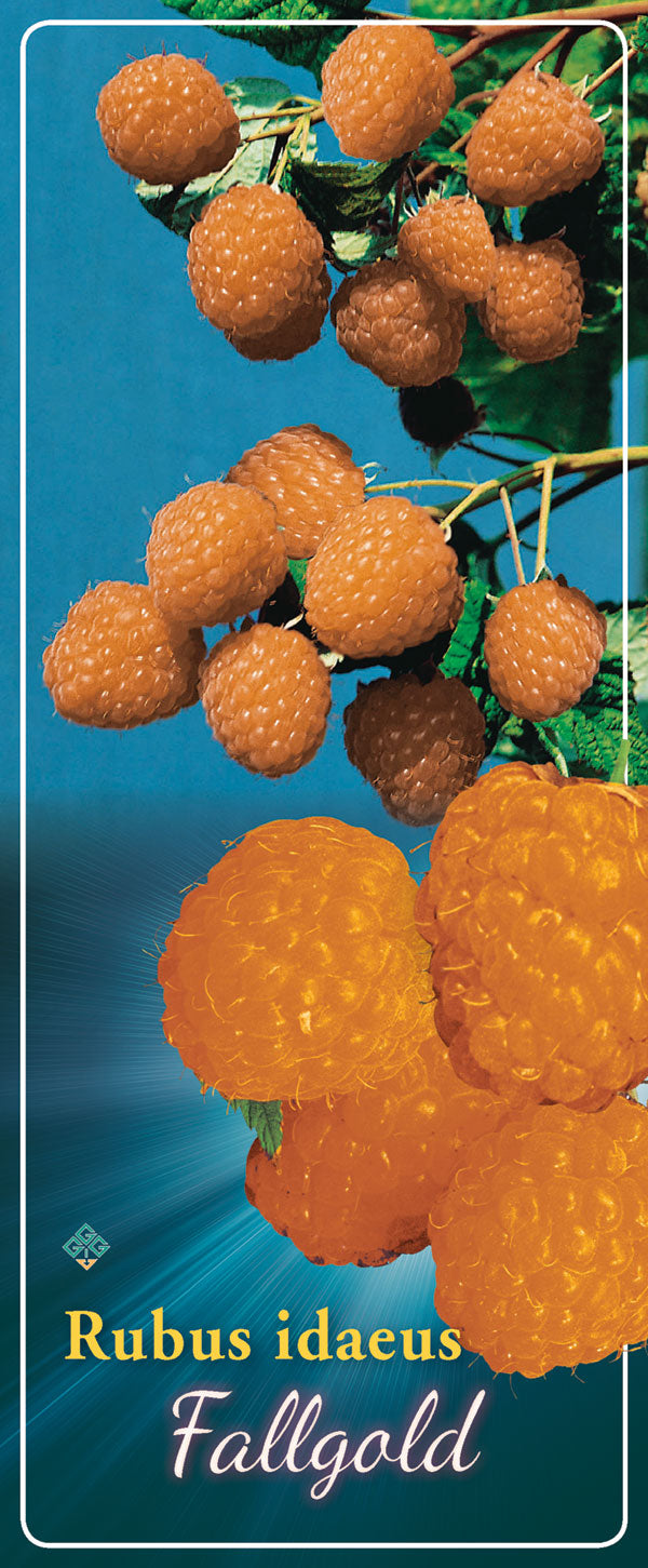 Rubus 'Fallgold' - Goedkope tuinplanten