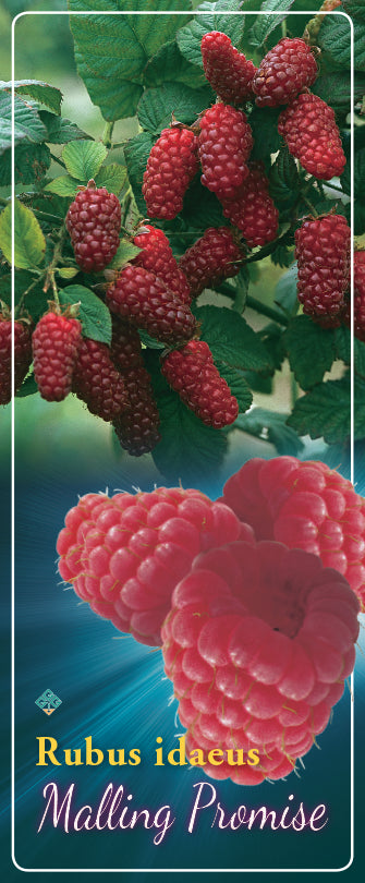 Rubus 'Malling Promise' - Goedkope tuinplanten