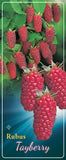 Rubus 'Tayberry' - Goedkope tuinplanten