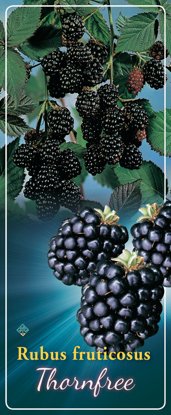 Rubus 'Thornfree' - Goedkope tuinplanten
