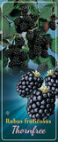 Rubus 'Thornfree' - Goedkope tuinplanten