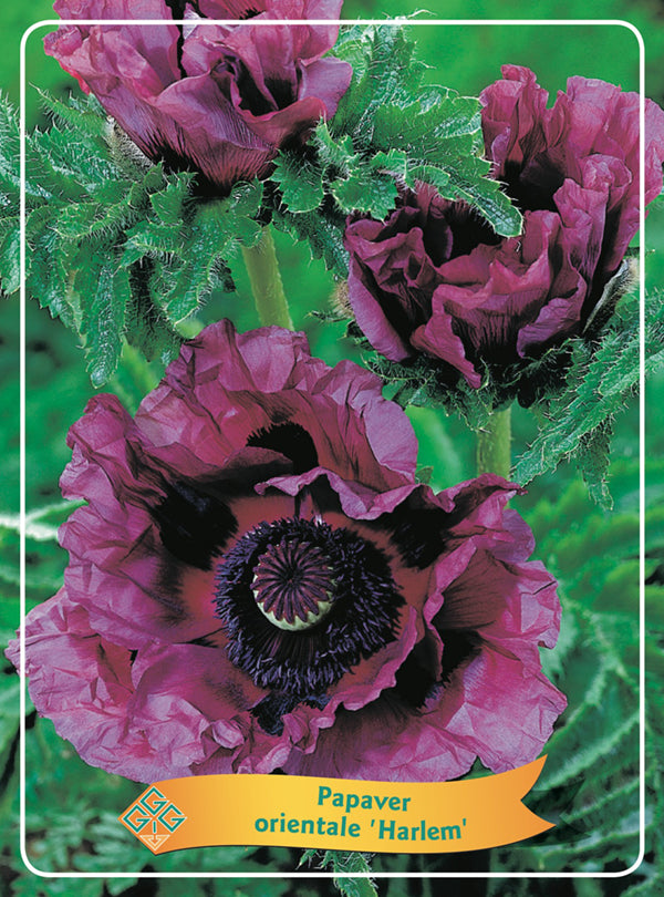 Papaver 'Harlem' - Goedkope tuinplanten