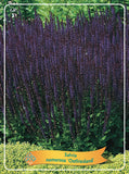 Salvia Nemerosa 'Ostfriesland' - Goedkope tuinplanten