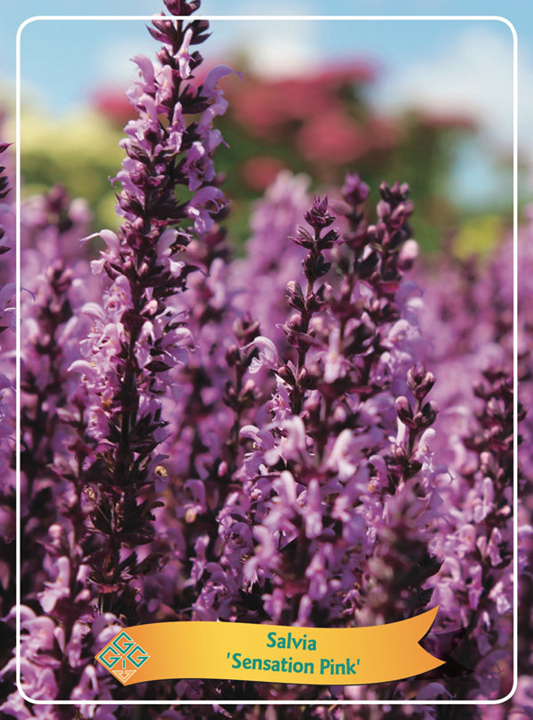 Salvia 'Sensation Pink' - Goedkope tuinplanten