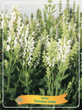 Salvia 'Sensation White' - Goedkope tuinplanten