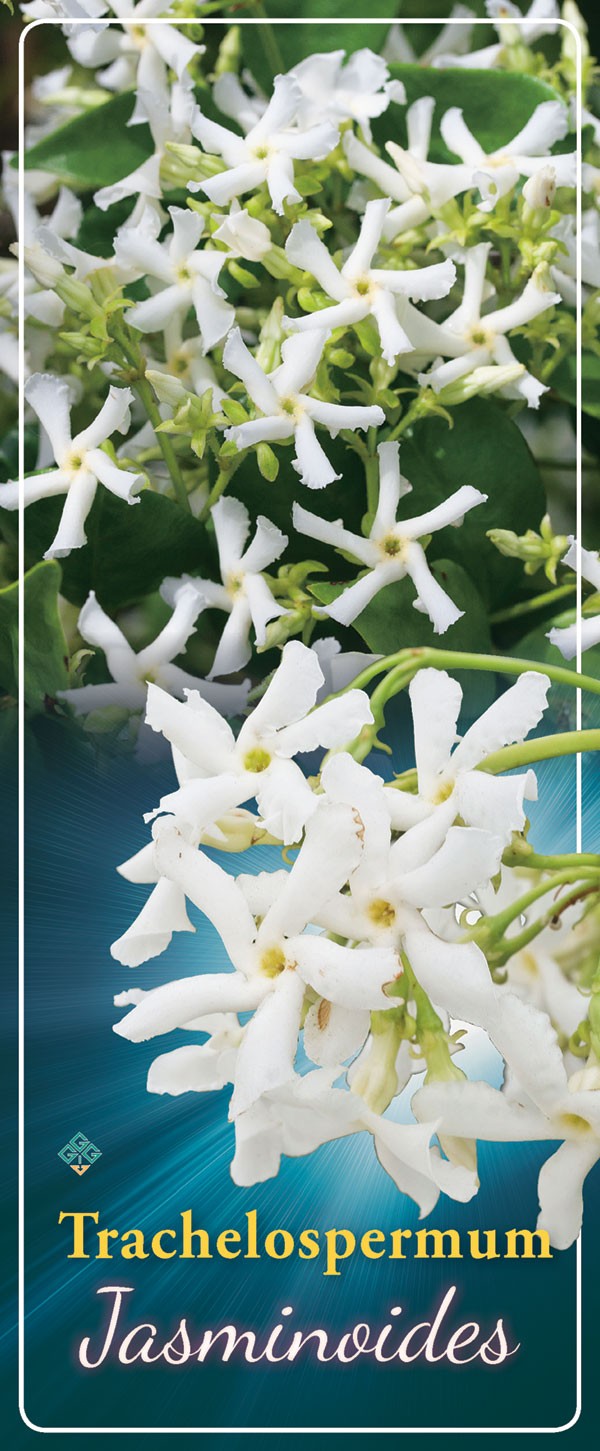 Trachelospermum 'Jasminoides' - Goedkope tuinplanten