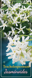 Trachelospermum 'Jasminoides' - Goedkope tuinplanten