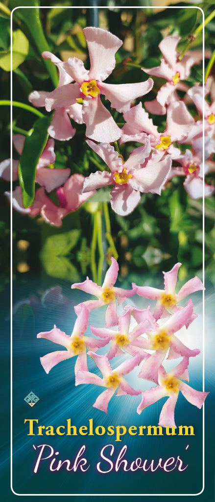 Trachelospermum 'Pink Shower' - Goedkope tuinplanten