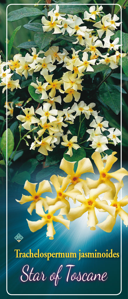 Trachelospermum 'Star Of Toscane' - Goedkope tuinplanten