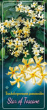 Trachelospermum 'Star Of Toscane' - Goedkope tuinplanten