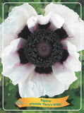 Papaver 'Perry's White' - Goedkope tuinplanten