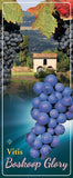 Vitis 'Boskoop Glory' - Goedkope tuinplanten