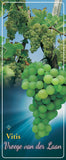 Vitis 'Vroege Van Der Laan' - Goedkope tuinplanten