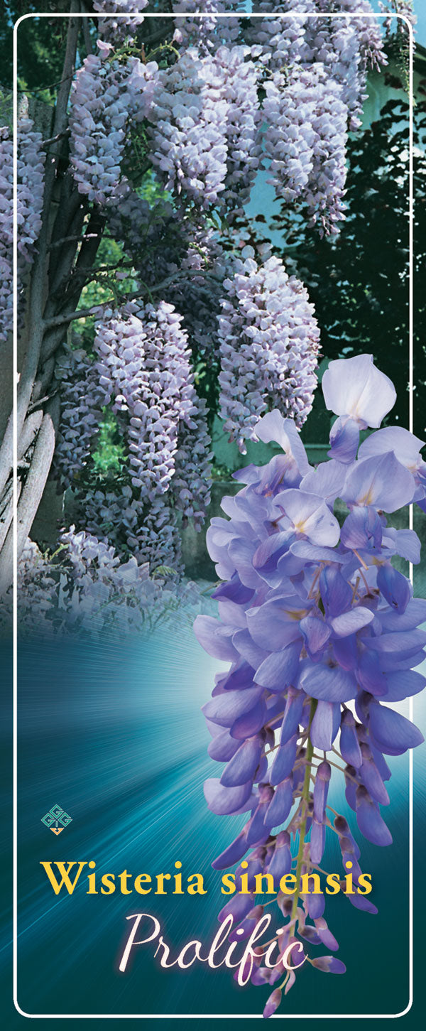 Wisteria 'Profilic' - Goedkope tuinplanten