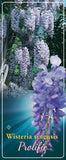 Wisteria 'Profilic' - Goedkope tuinplanten