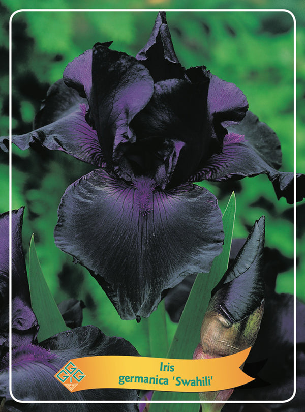 Iris Germanica 'Swahili' - Goedkope tuinplanten