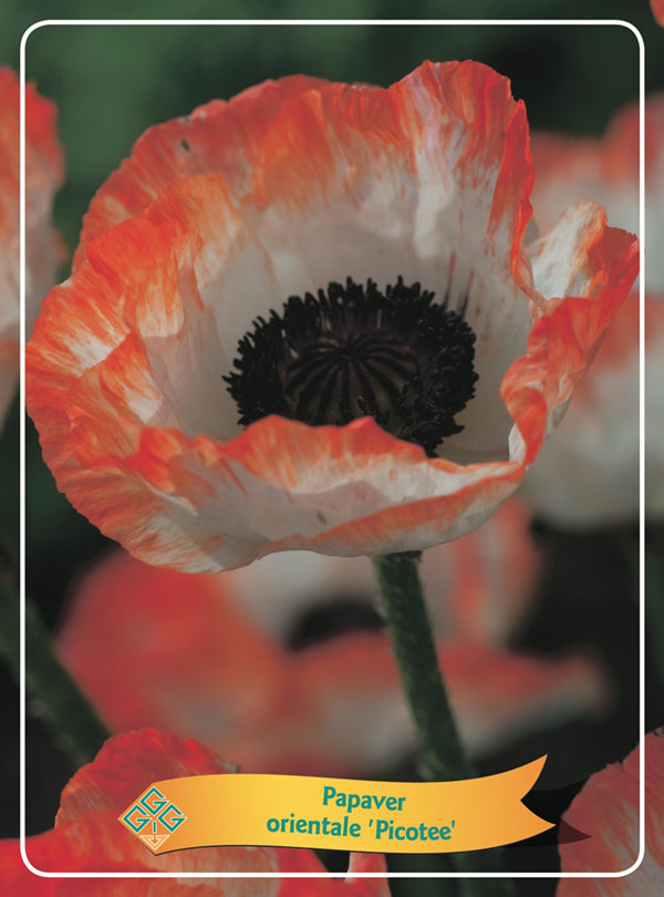 Papaver 'Picotee' - Goedkope tuinplanten