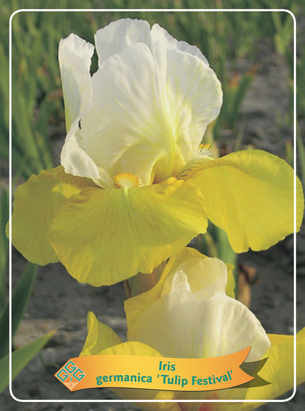 Iris Germanica 'Tulip Festival' - Goedkope tuinplanten