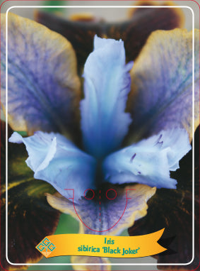 Iris Sibirica 'Black Joker' - Goedkope tuinplanten