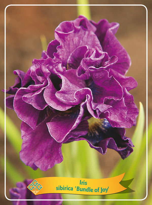 Iris Sibirica 'Bundle Of Joy' - Goedkope tuinplanten