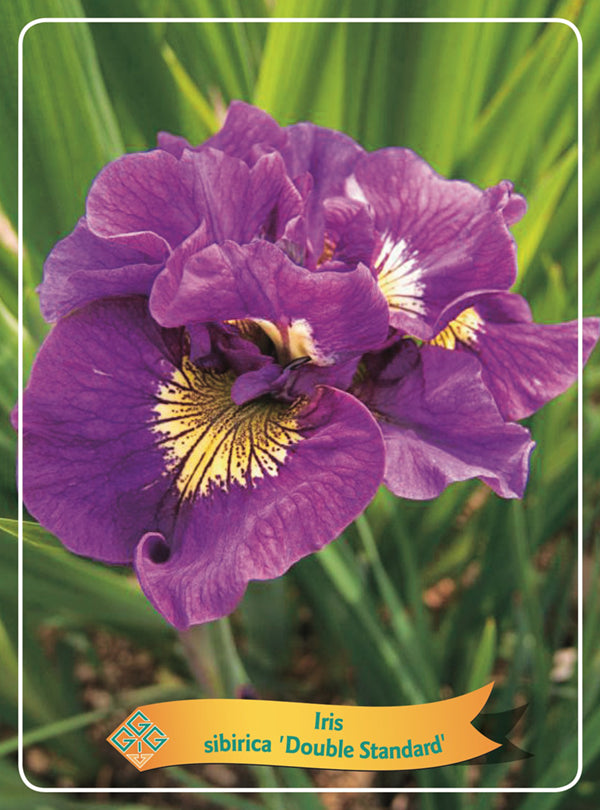 Iris Sibirica 'Double Standard' - Goedkope tuinplanten
