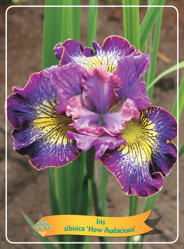 Iris Sibirica 'How Audacious' - Goedkope tuinplanten