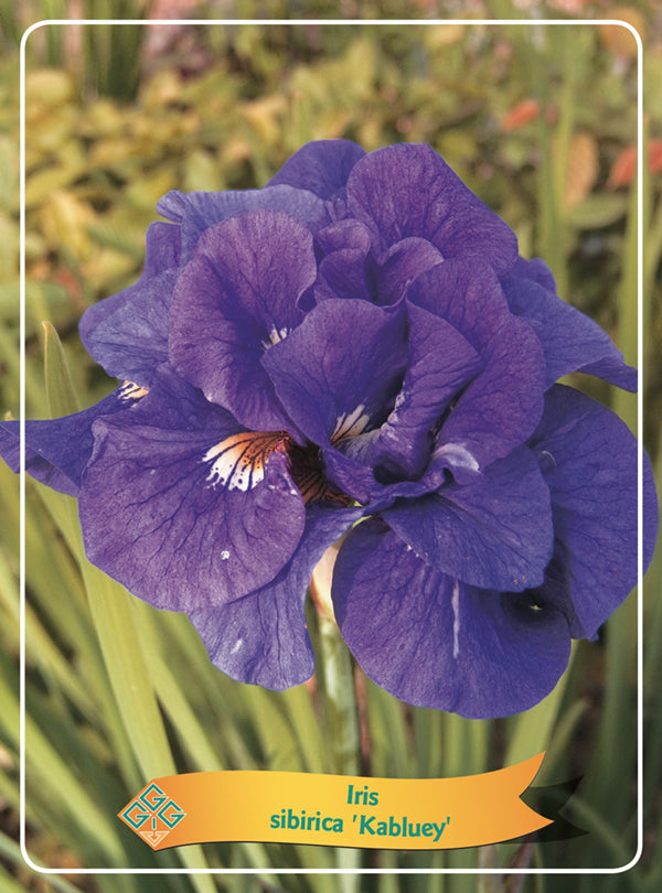 Iris Sibirica 'Kabluey' - Goedkope tuinplanten