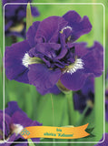 Iris Sibirica 'Kaboom' - Goedkope tuinplanten