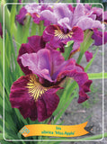 Iris Sibirica 'Miss Apple' - Goedkope tuinplanten