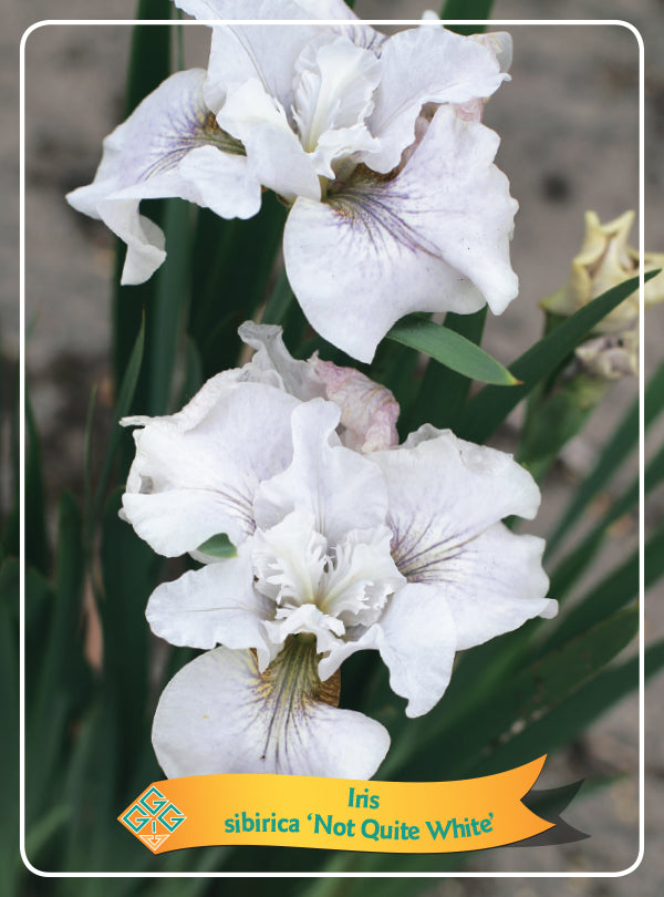 Iris Sibirica 'Not Quite White' - Goedkope tuinplanten