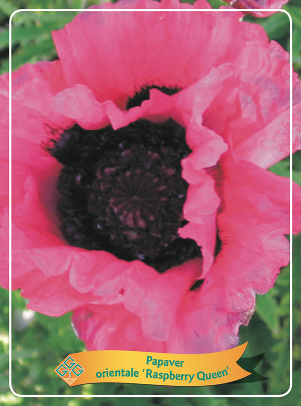 Papaver 'Raspberry Queen' - Goedkope tuinplanten