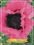 Papaver 'Raspberry Queen' - Goedkope tuinplanten