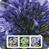Agapanthus XL Mix (3 stuks)