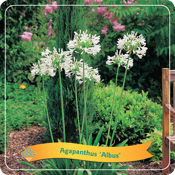 Agapanthus 'Albus'