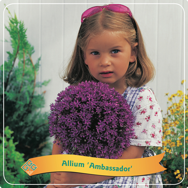 Allium 'Ambassador'