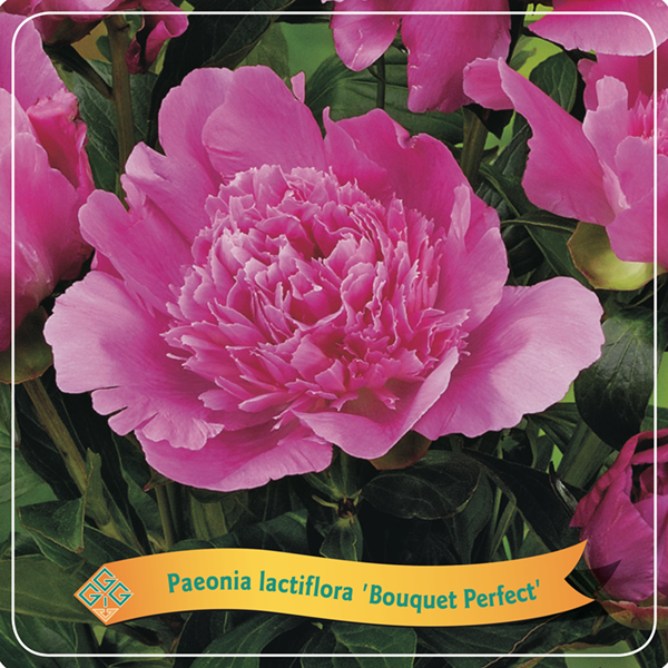 Paeonia Lactiflora 'Bouquet Perfect'