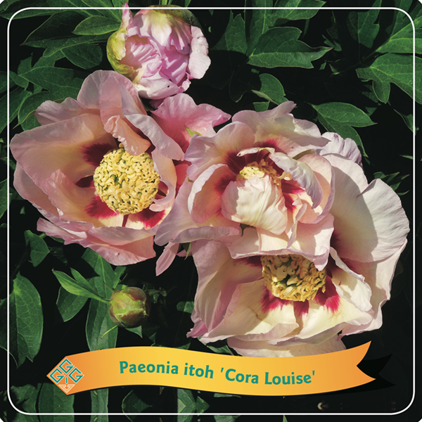 Paeonia Itoh 'Cora Louise'
