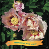 Paeonia Itoh 'Cora Louise'