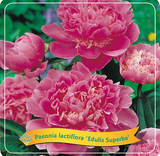 Paeonia Lactiflora 'Edulis Superba'