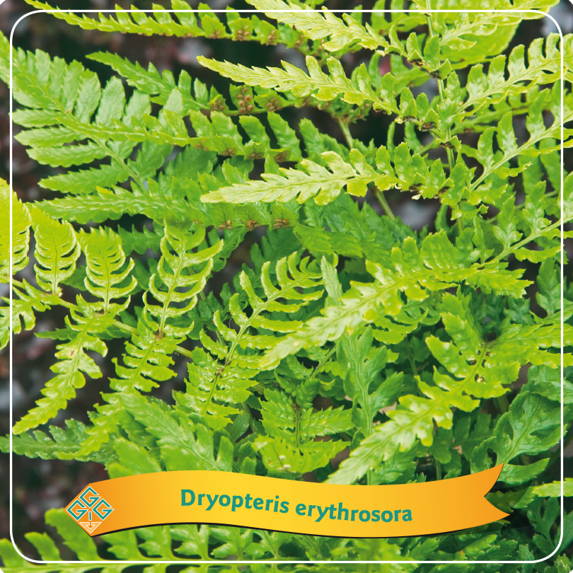 Varen Dryopteris Erythrosora