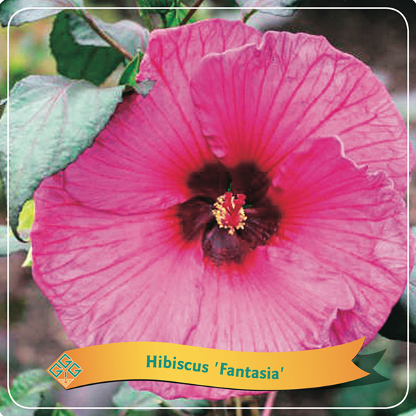 Hibiscus 'Fantasia'