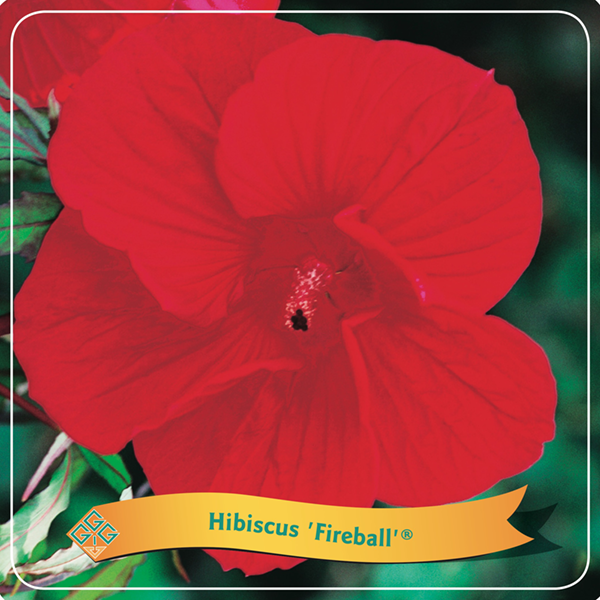 Hibiscus 'Fireball'