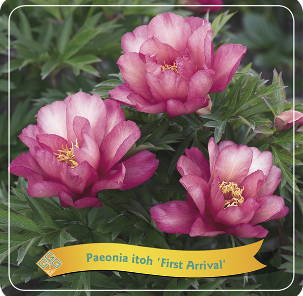 Paeonia Itoh 'First Arrival'
