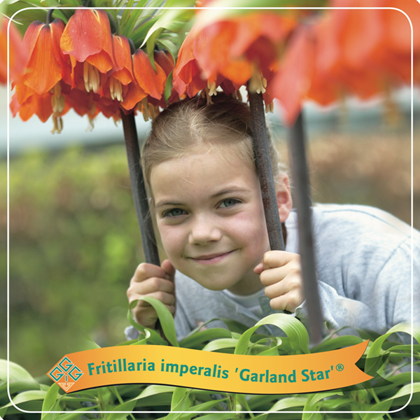Fritillaria Imperalis 'Garland Star'