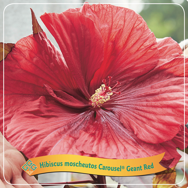 Hibiscus Moncheutos Carousel 'Geant Red'