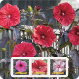 Hibiscus XL Mix (3 stuks)